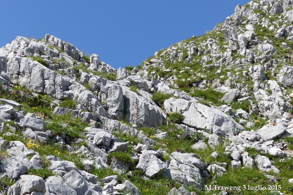 Orchidee alpine austriache ( M.Traweng, Burgeralm, Petzen, M.Dobratsch)
